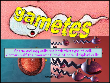 Gametes