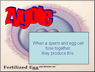 Zygote