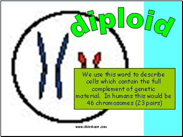 Diploid