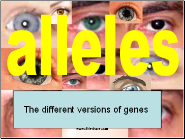 Alleles