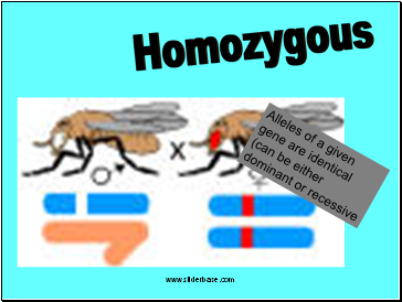 Homozygous