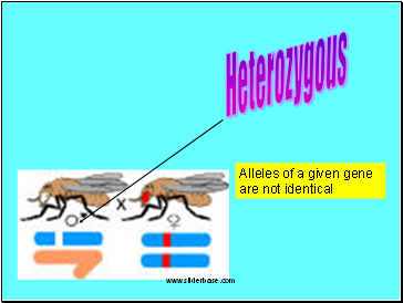 Heterozygous