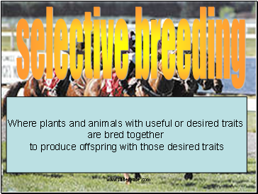 Selective Breeding