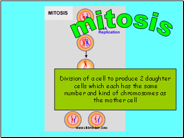 Mitosis