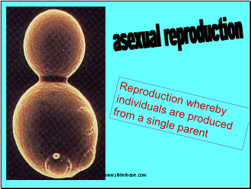 asexual reproduction