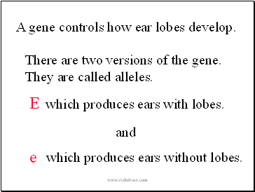 A gene controls how ear lobes develop.