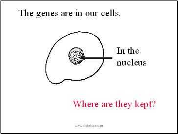 The genes are in our cells.