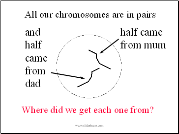 All our chromosomes are in pairs