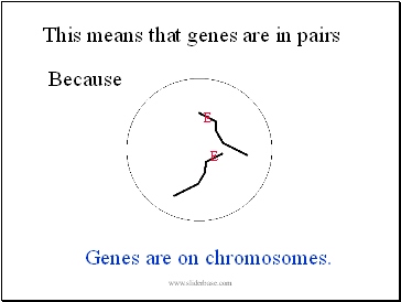 This means that genes are in pairs