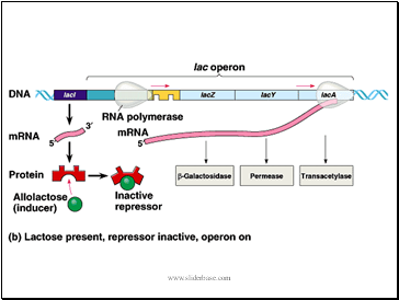 Lac Operon