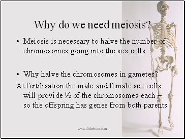 Why do we need meiosis?