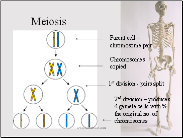 Meiosis