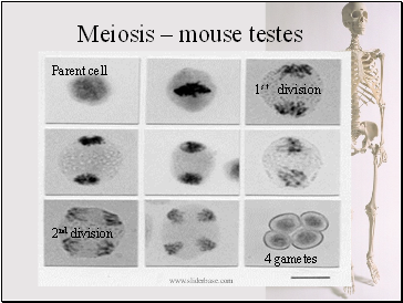 Meiosis – mouse testes
