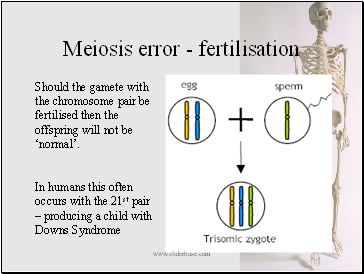Meiosis error - fertilisation