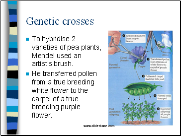 Genetic crosses