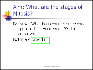 What are the stages of Mitosis?