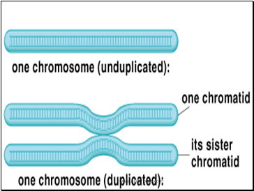 What are the stages of Mitosis?