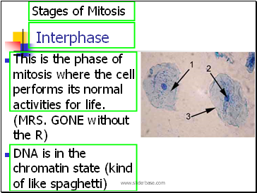 Interphase