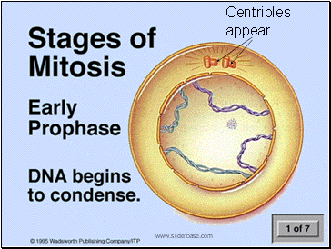 Centrioles appear