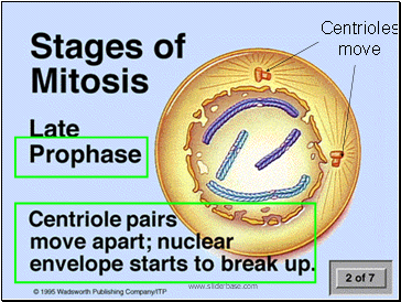 Centrioles move