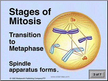 Prophase