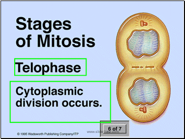 Prophase