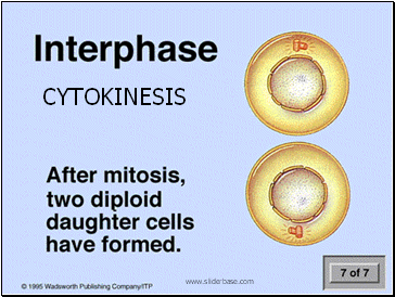 CYTOKINESIS