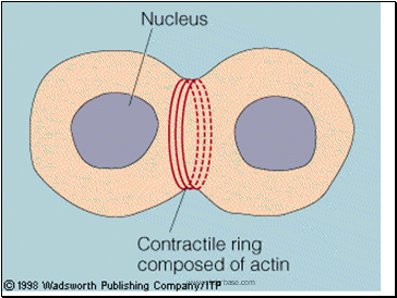 Prophase