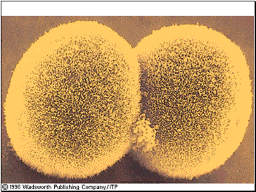 Prophase