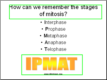 How can we remember the stages of mitosis?