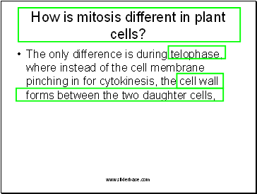 How is mitosis different in plant cells?