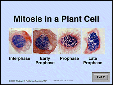 Mitosis