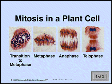 Mitosis