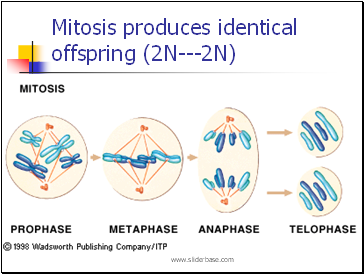 Mitosis produces identical offspring (2N---2N)
