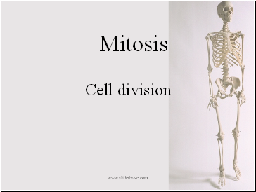 Mitosis 2