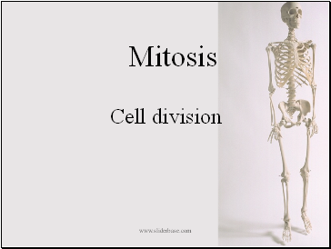 Mitosis