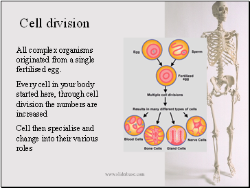 Cell division