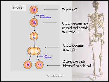 2 daughter cells identical to original