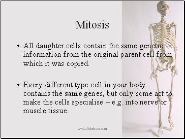 Mitosis