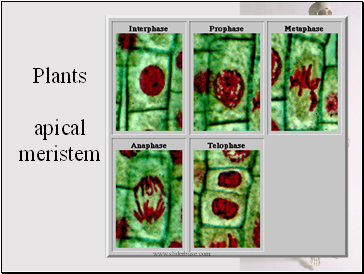 Plants apical meristem