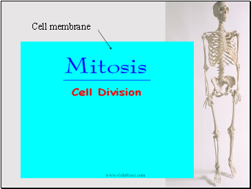 Cell membrane