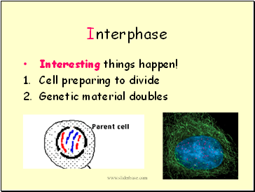 Interphase