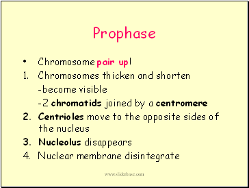 Prophase