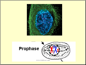 Prophase