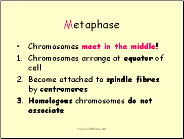 Metaphase