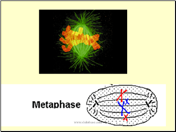 Metaphase