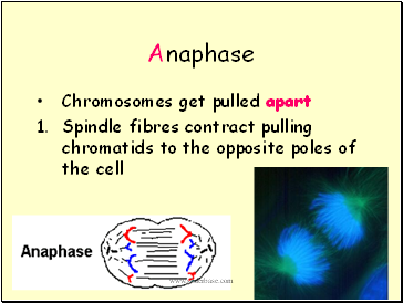 Anaphase