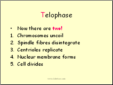 Telophase