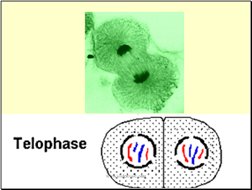 Telophase