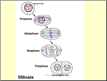 Telophase